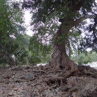 Terminalia arjuna