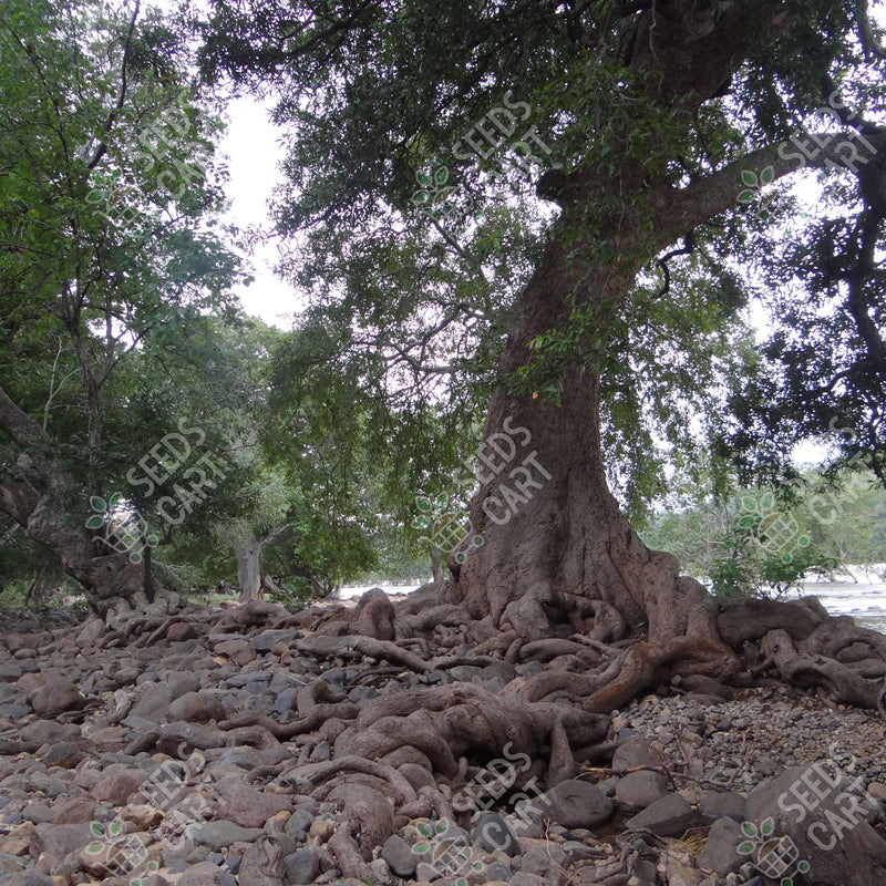 Terminalia arjuna