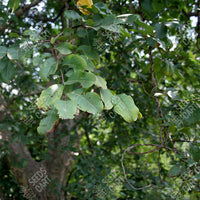 Terminalia arjuna