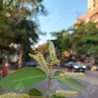 Terminalia arjuna