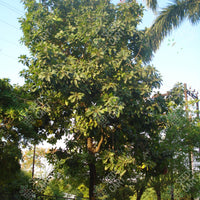 Terminalia bellirica