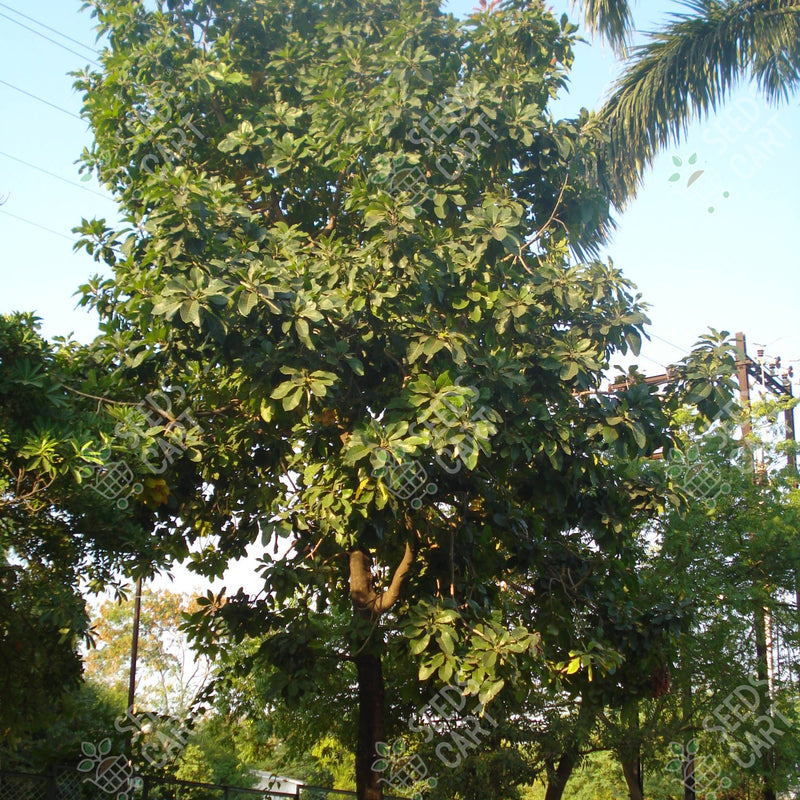 Terminalia bellirica