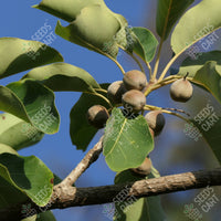 Terminalia bellirica