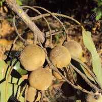 Terminalia bellirica