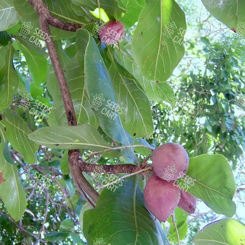 Terminalia catappa Seeds (Indian Almond tree)