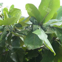 Terminalia catappa Seeds (Indian Almond tree)