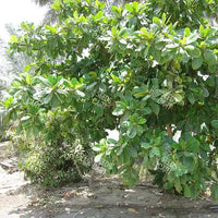 Terminalia catappa Seeds (Indian Almond tree)