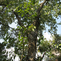 Terminalia chebula