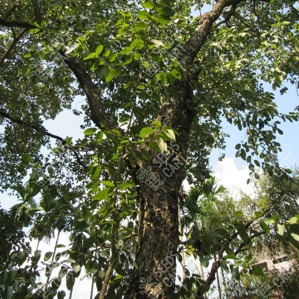 Terminalia chebula