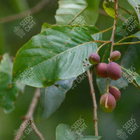 Terminalia chebula