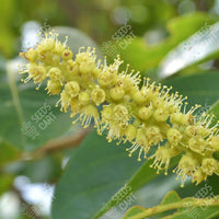 Terminalia chebula