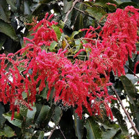 Terminalia myriocarpa Seeds (Hollock)