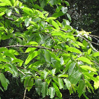 Terminalia myriocarpa Seeds (Hollock)