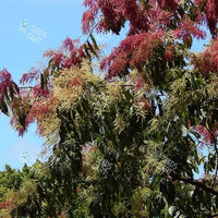 Terminalia myriocarpa Seeds (Hollock)