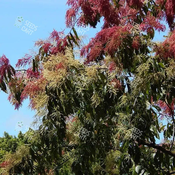 Terminalia myriocarpa Seeds (Hollock)
