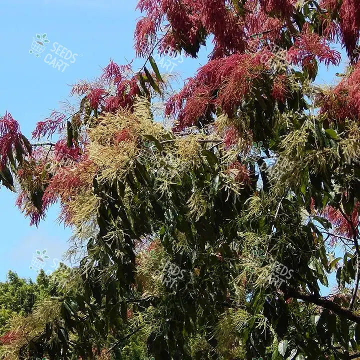Terminalia myriocarpa Seeds (Hollock)