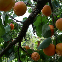 The Apricot Seeds (Prunus armeniaca)