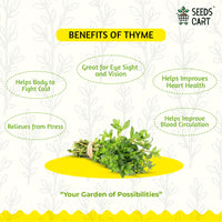 Thyme Seeds — fresh herb leaves | Kitchen garden India | SeedsCart