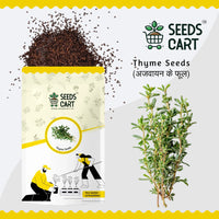 Thyme Seeds — potted herb plant | Grow herbs at home | SeedsCart