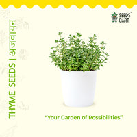 Thyme Seeds — herb plant growing | Non-GMO herb seeds | SeedsCart