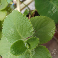 Trachyspermum ammi