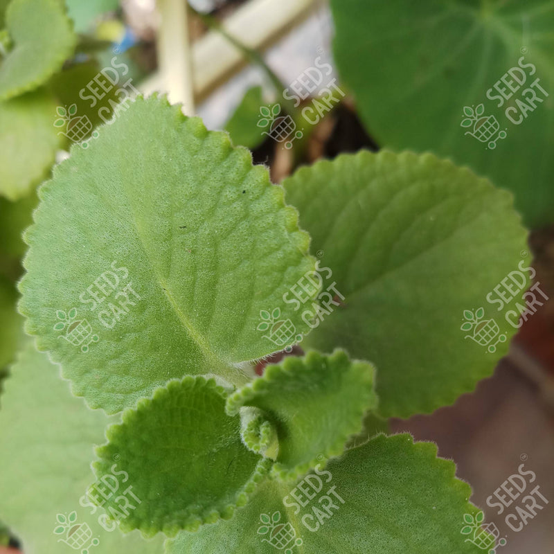 Trachyspermum ammi