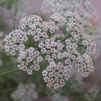 Trachyspermum ammi