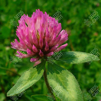 Trifolium pratense