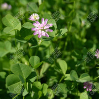 Trifolium resupinatum