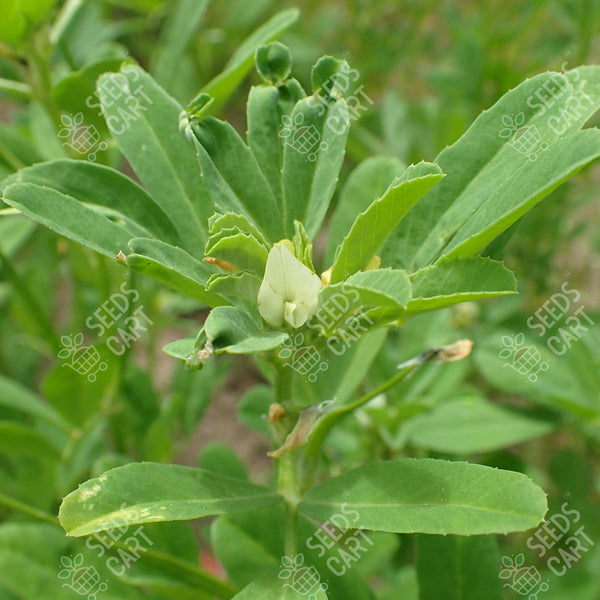 Trigonella foenum-graecum