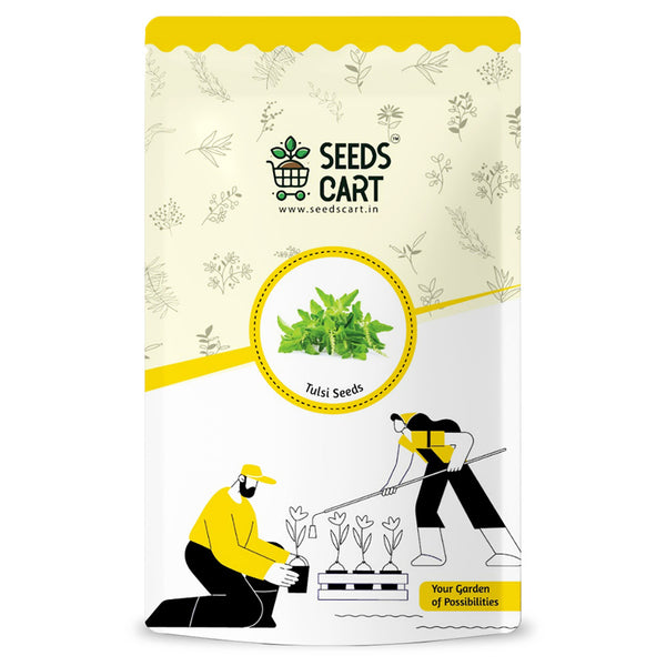 Tulsi (Holy Basil) Seeds