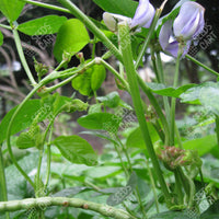 Vigna sinensis