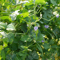 Vigna sinensis