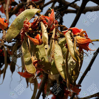 White Teak Seeds (Gmelina arborea)