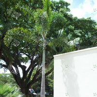 Wodyetia bifurcata Seeds (Foxtail palm)