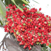 Wodyetia bifurcata Seeds (Foxtail palm)