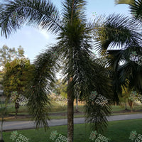 Wodyetia bifurcata Seeds (Foxtail palm)