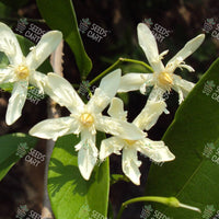 Wrightia tinctoria Seeds (Pala Indigo-Plant)