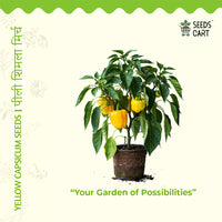 Yellow Capsicum Seeds — plant growing in garden | Non-GMO vegetable seeds | SeedsCart