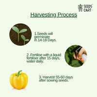 Yellow Capsicum Seeds — harvest ready plant | Grow at home India | SeedsCart