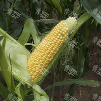 Zea mays Seeds (Maize)