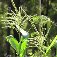 Zea mays Seeds (Maize)