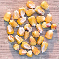 Zea mays Seeds (Maize)