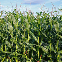 Zea mays Seeds (Maize)